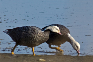 Emperor Geese